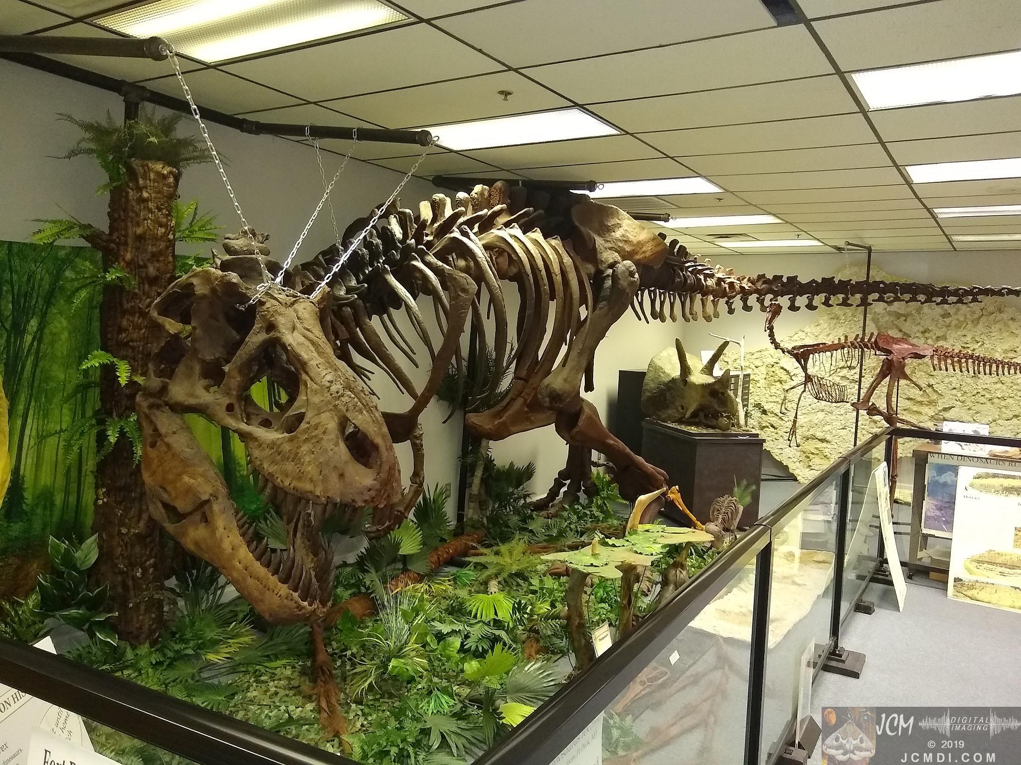 Earth Experience Dinosaur Museum - T-Rex ducking under low cieling